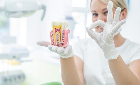 Dentist wearing white holding model tooth and making “ok” sign with other hand