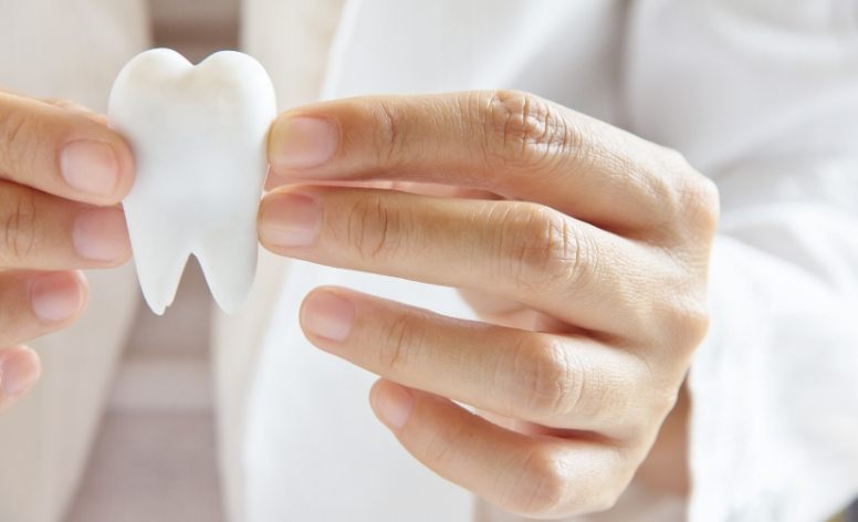 Dentist holding a model tooth