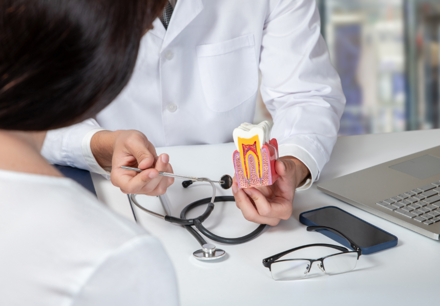 Dentist showing patient model of tooth root